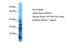MOCS1 Antibody, Novus Biologicals 100 &mu;L; Unconjugated:Antibodies, Polyclonal